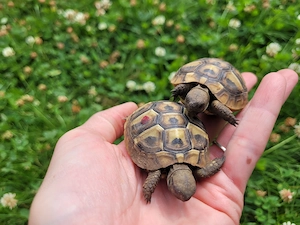 Griechische Landschildkröten (Testudo hermanni boettgeri) NZ 2024 2025 mit CITES