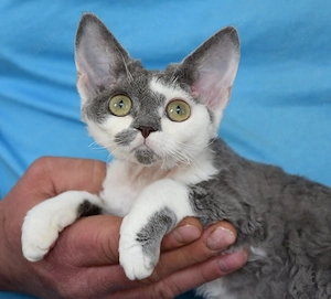 Kitten , Devon Rex,  männlich und weiblich mit Stammbaum, Gesundheitszeugnis, geimpft  und gechipt. 