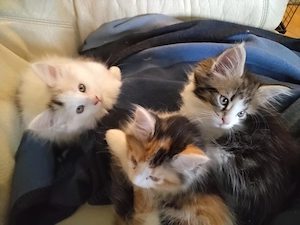 3 Glücks Katzen suchen