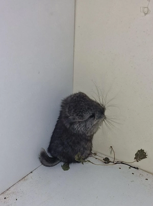 Chinchilla Nachwuchs