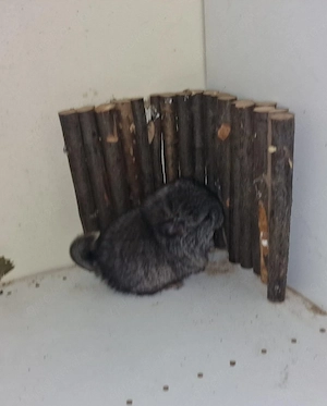 Chinchilla Nachwuchs