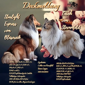 Deckanzeige Collie Langhaar 