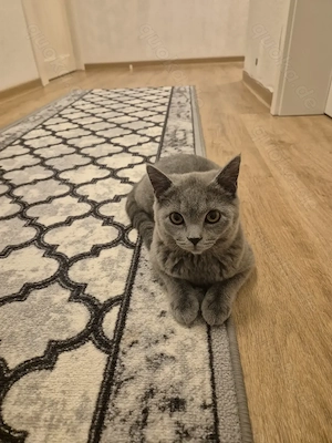 Katze und Kater beide 600  