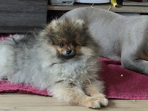 Pomeranian Zwergspitz 5Monate Teddy Welpe Orange Sable Rüde mit Stammbaum FCI Champion
