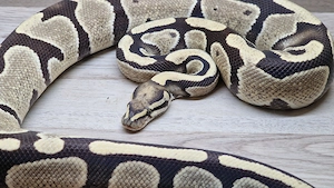 1,0 Desert Ghost het.Piebald (Zuchttier)