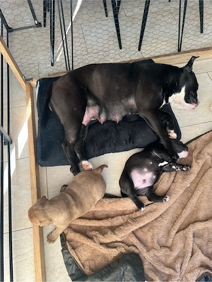 old englisch bulldog mix welpen 