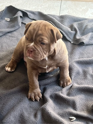 old englisch bulldog mix welpen 