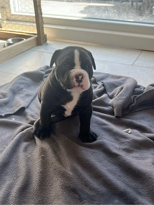 old englisch bulldog mix welpen 