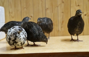 Wachteleier aus liebevoller Hobbyhaltung (gelegentlich abzugeben)