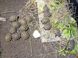 Griechische Landschildkröten Nachzuchten von 2025