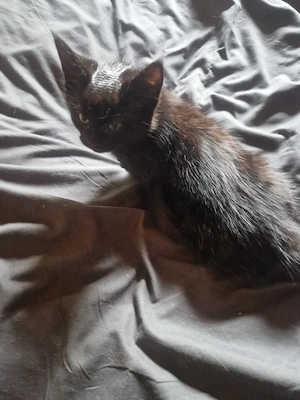 maincoon Norweger Mix 