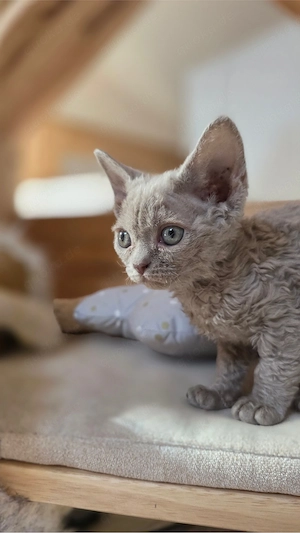Mauwyn Devon Rex Kitten Lilac boutique raised Bild 7