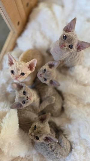 Mauwyn Devon Rex Kitten Lilac boutique raised Bild 8