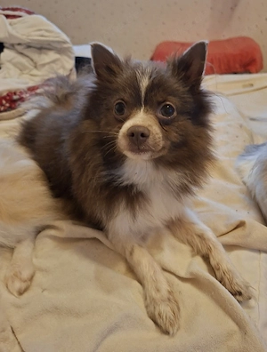 hübscher Pomchi Welpe abzugeben  Bild 8