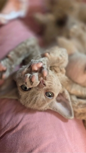 Mauwyn Devon Rex Kitten Lilac boutique raised Bild 9