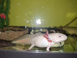 Züchter aufgepasst! Axolotl zum abgeben