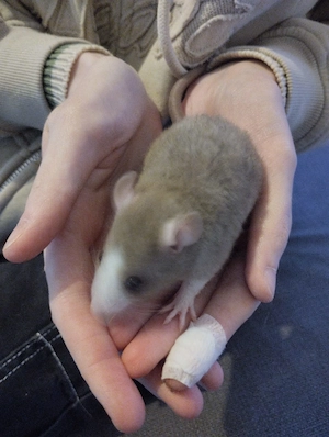 Rattenbabys Bild 4