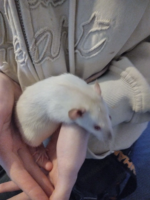 Rattenbabys Bild 2