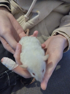 Rattenbabys Bild 3