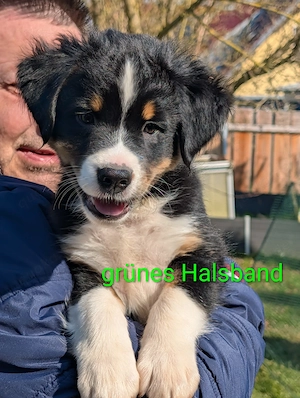 Welpen Australien Shepard 