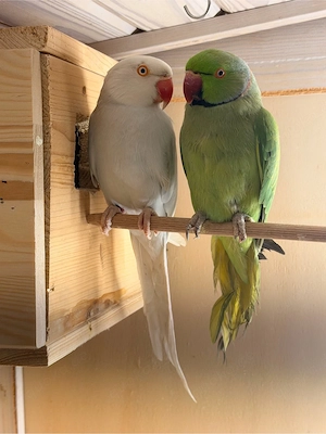 halsbandsittiche paar