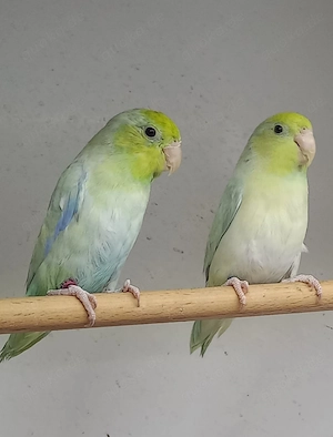 Blaugenick Sperlingspapageien 