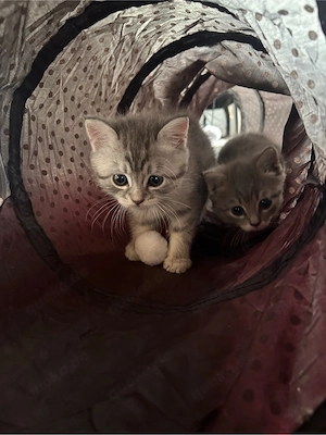 BKH MiX Europäisch Kurzhaar Kitten 