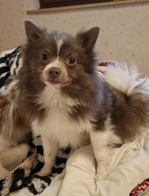 hübscher Pomchi Welpe abzugeben 