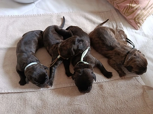 Reinrassige Cane Corso Italiano Welpen 