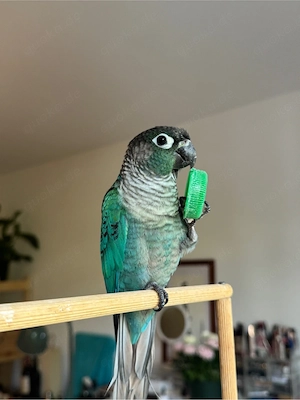 Grünwangen-Rotschwanzsittich in Türkis, Molinasittich Bild 2