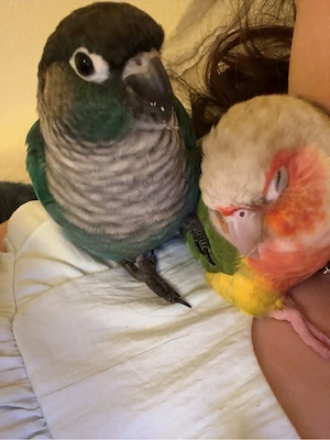 Grünwangen-Rotschwanzsittich in Türkis, Molinasittich Bild 4