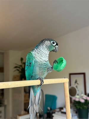 Grünwangen-Rotschwanzsittich in Türkis, Molinasittich Bild 6