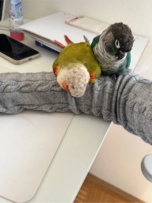 Grünwangen-Rotschwanzsittich in Türkis, Molinasittich Bild 3