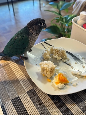 Grünwangen-Rotschwanzsittich in Türkis, Molinasittich Bild 5