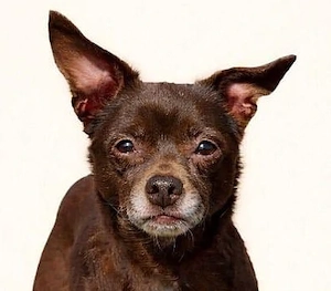 Zoe, Chihuahua Mischlg. - für das kleine, liebenswerte Ömchen beginnt erst jetzt ein besseres Leben.