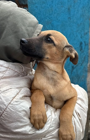 Vlady, 4 Monate, lieb, wird ca. 40 cm