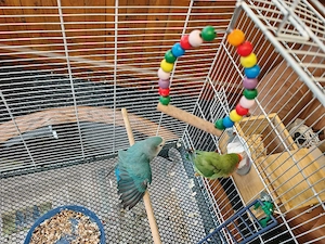 Zahmes  Rosenköpfchen-Paar zu verkaufen    