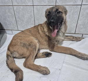 Welpenrüde 890506 sucht sein eigenes Körbchen