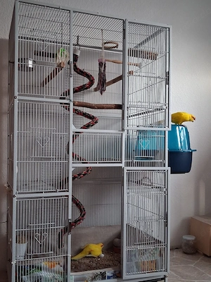 Zwei Ziegensittiche suchen ein liebevolles Zuhause 