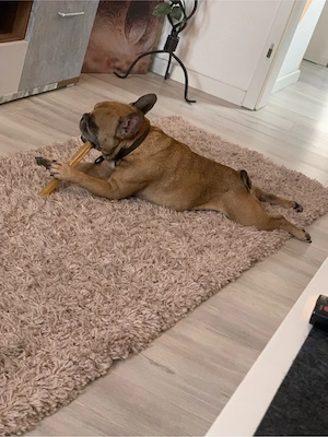 französische bulldogge