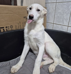 Welpenrüde 175609 sucht seine Menschen Bild 2