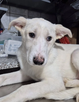 Welpenrüde 175609 sucht seine Menschen Bild 4