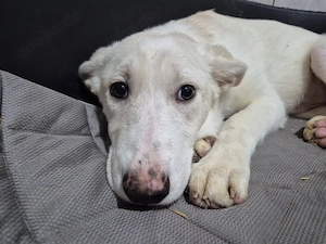 Welpenrüde 175609 sucht seine Menschen Bild 3