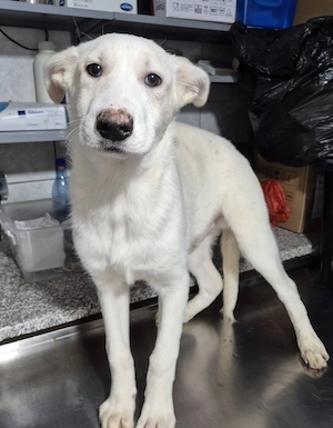 Welpenrüde 175609 sucht seine Menschen Bild 5