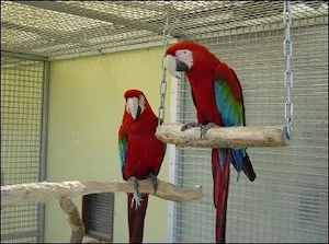 Dunkelroter Ara 2024