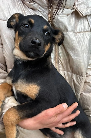 Welpe Zorbam, lieb, 4 Monate, wird ca.40 cm