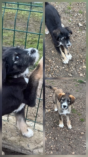 3 süße Mischlingswelpen 