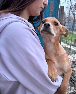 Welpe Jane, 4 Monate, wird ca. 40 cm