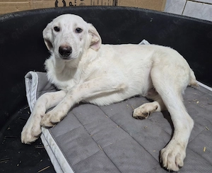 Welpenrüde 175610 stellt sich vor