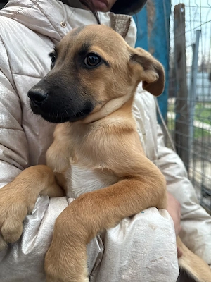 Welpe Nemo, wird ca. 45 cm, lieb